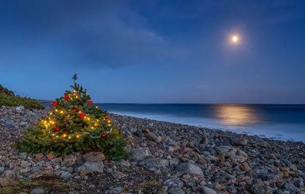 Picture sea, shore, tree
