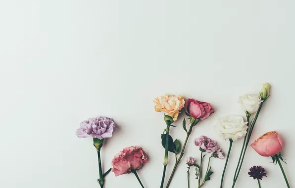 Picture flowers, background, roses, colorful, vintage, pink, flowers, background, roses, violet, clove
