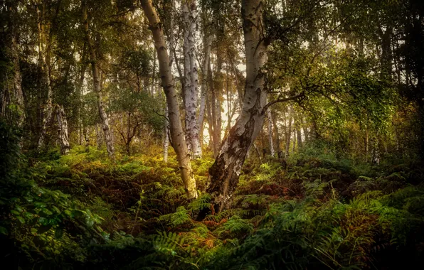 Picture forest, trees, branches