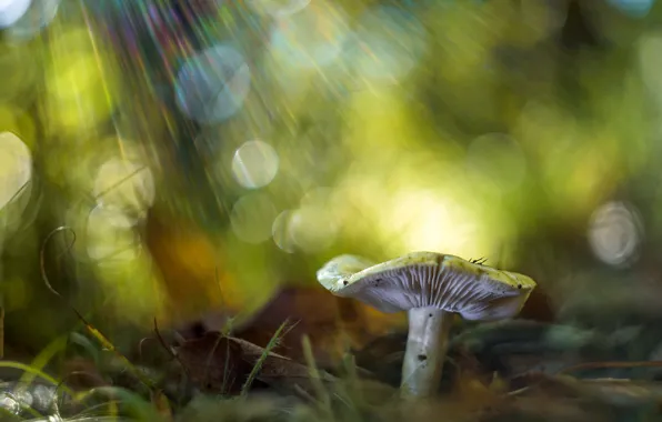 Picture macro, nature, mushroom