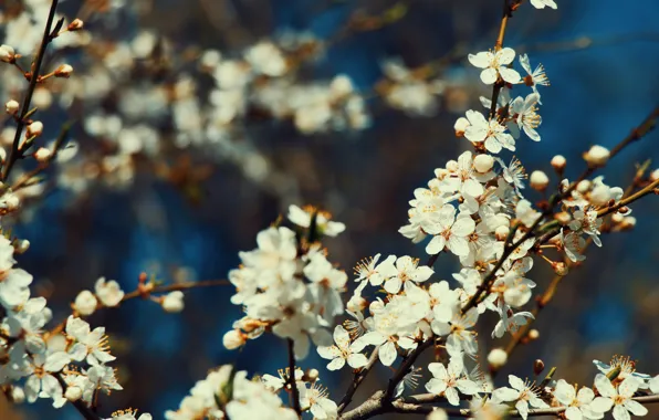 Picture light, flowers, branches, cherry, the dark background, flowering