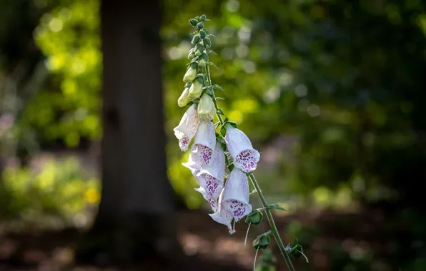 Picture forest, light, flowers, tree, white, digitalis
