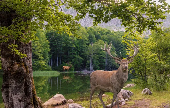 Picture greens, forest, animals, summer, look, water, trees, nature, lake, reflection, stones, rendering, tree, branch, shore, …