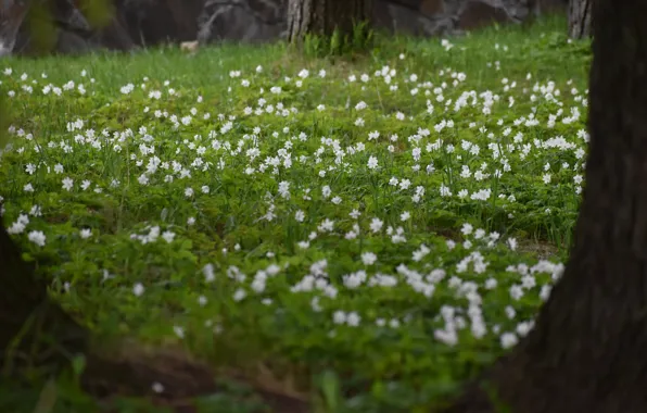 Picture greens, grass, flowers, tree, glade, spring, white, flowers