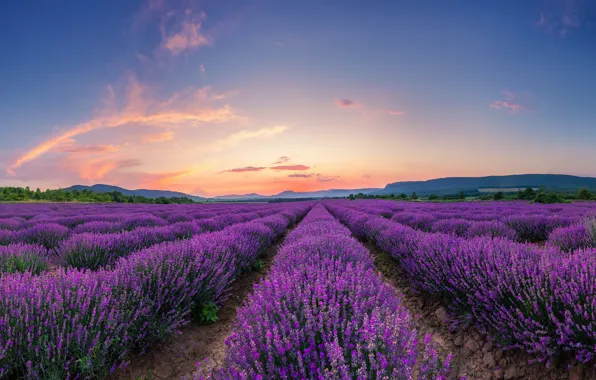 Picture field, summer, the sky, clouds, light, flowers, the ranks, lavender