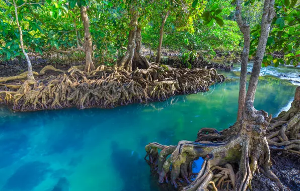 Picture forest, lake, river, forest, tropical, landscape, beautiful, lake, tree, tropical, mangrove, emerald, mangrove