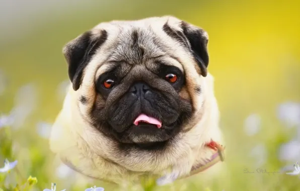Picture background, each, dog, pug