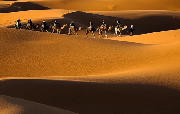 Picture desert, camels, caravan