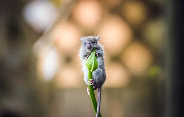 Picture flower, background, mouse