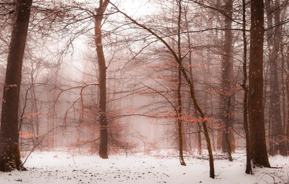 Picture winter, forest, snow, branches, nature, fog, mood, branch, trunks, foliage, winter, haze, late autumn, deevia