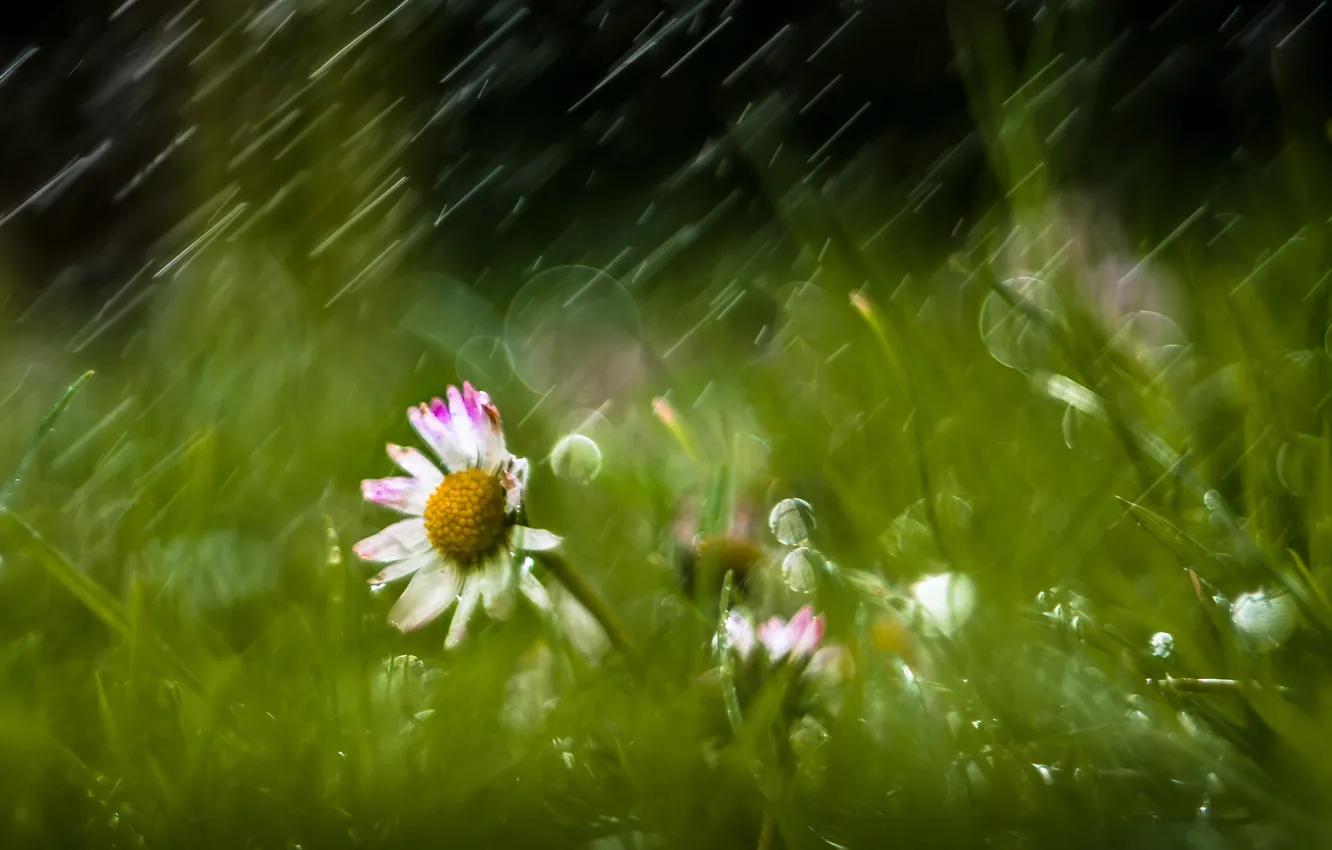 Photo wallpaper flowers, nature, rain