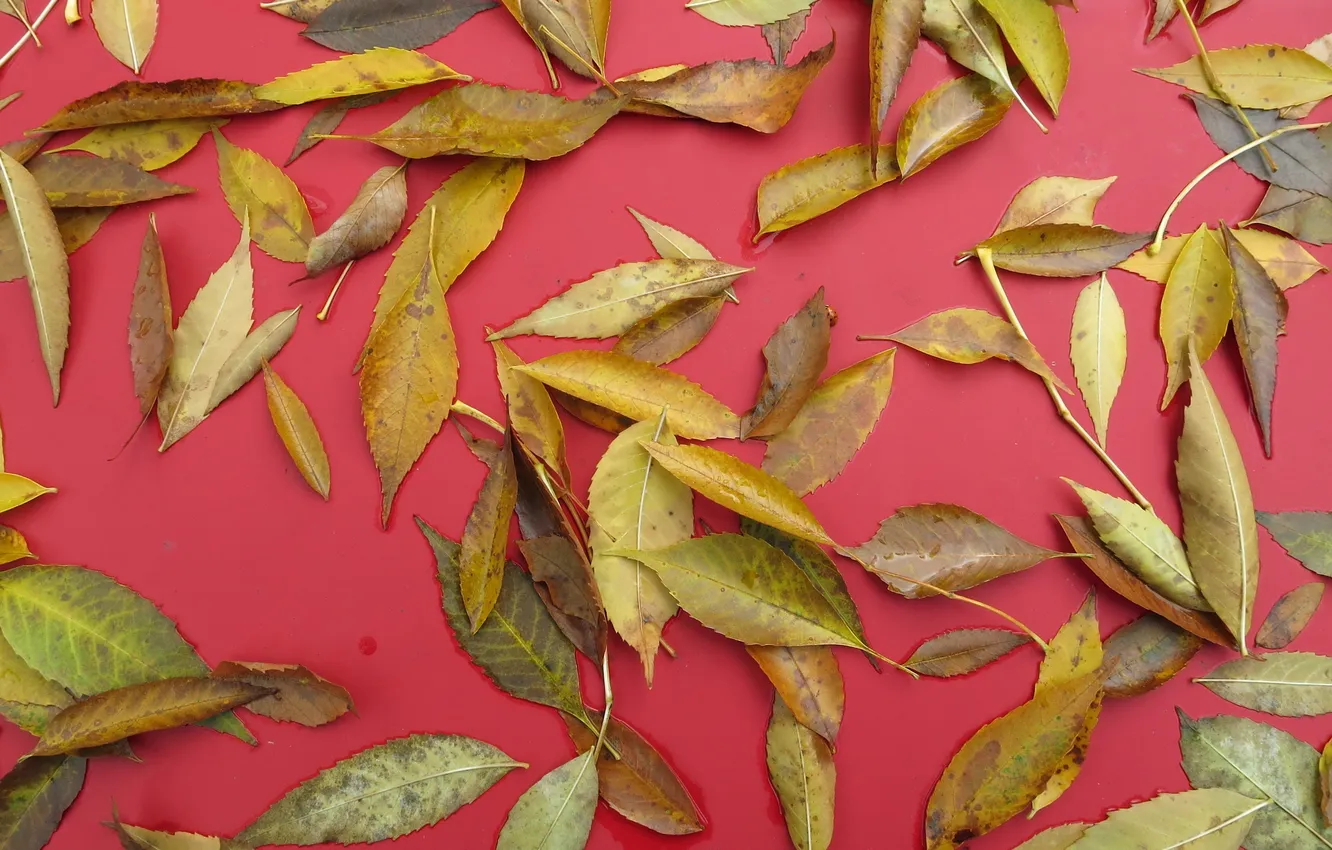 Photo wallpaper autumn, leaves, nature