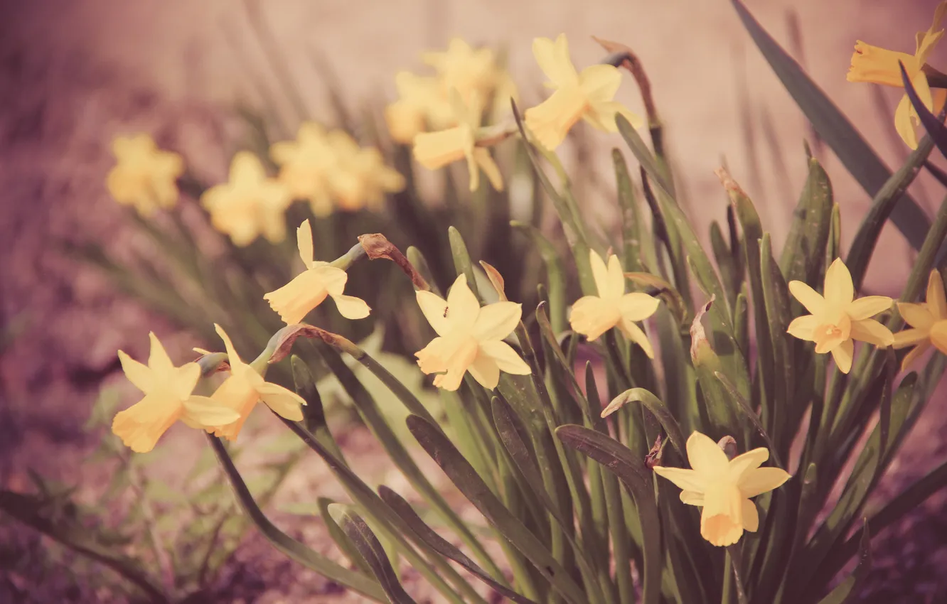 Photo wallpaper flowers, yellow, daffodils