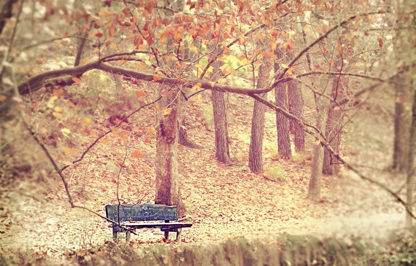 Photo wallpaper autumn, fog, Park, bench