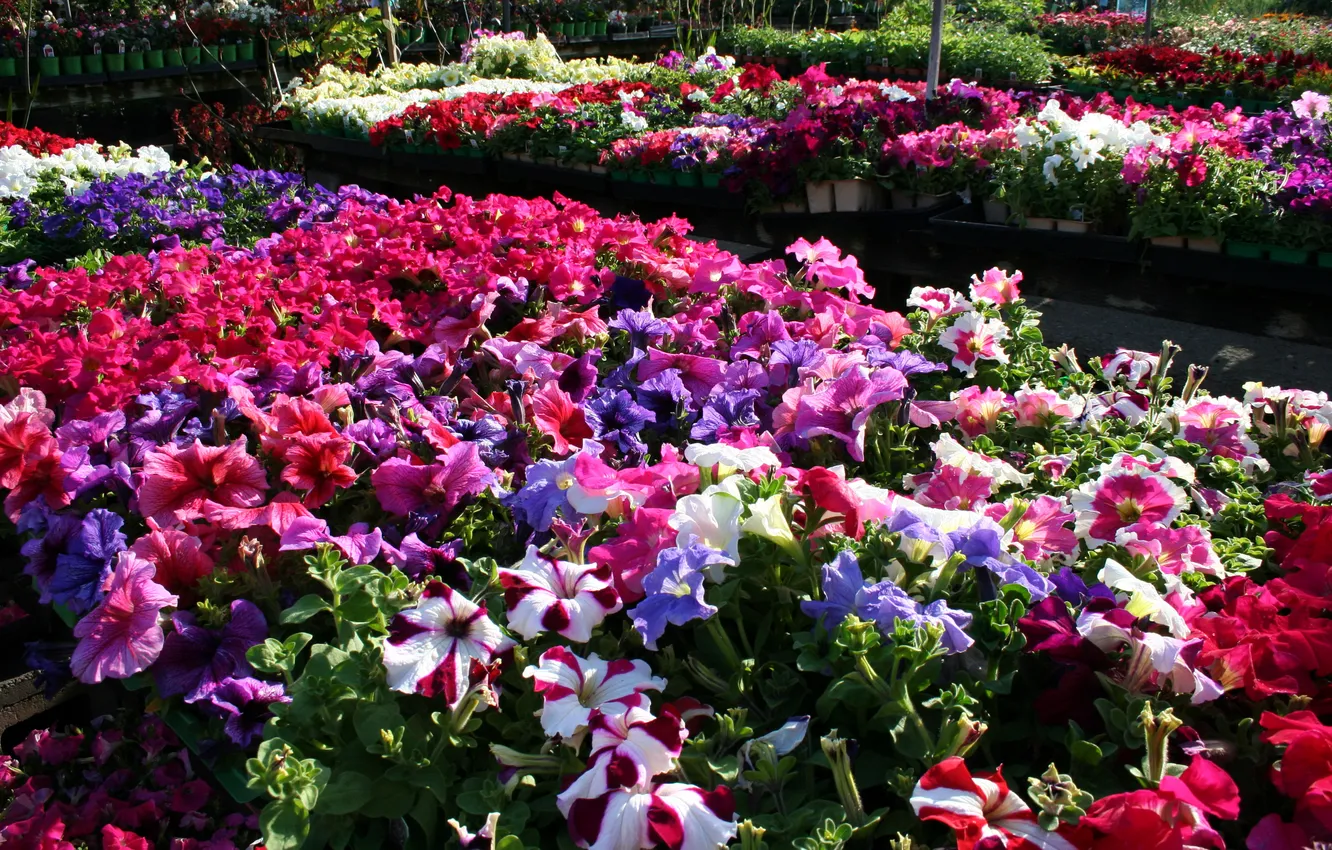 Photo wallpaper flowers, photo, a lot, Petunia