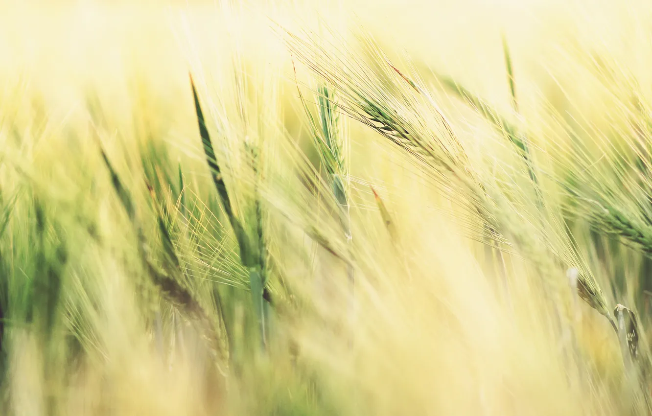 Photo wallpaper field, grass, light