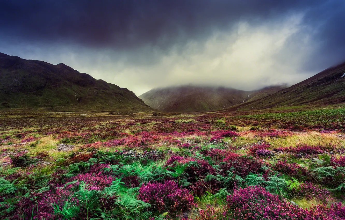 Photo wallpaper flowers, mountains, nature, valley