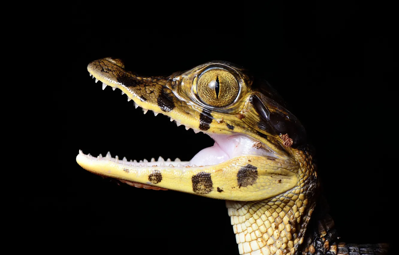 Photo wallpaper baby, crocodile, black background, Caiman, José Gabriel Martínez Fonseca