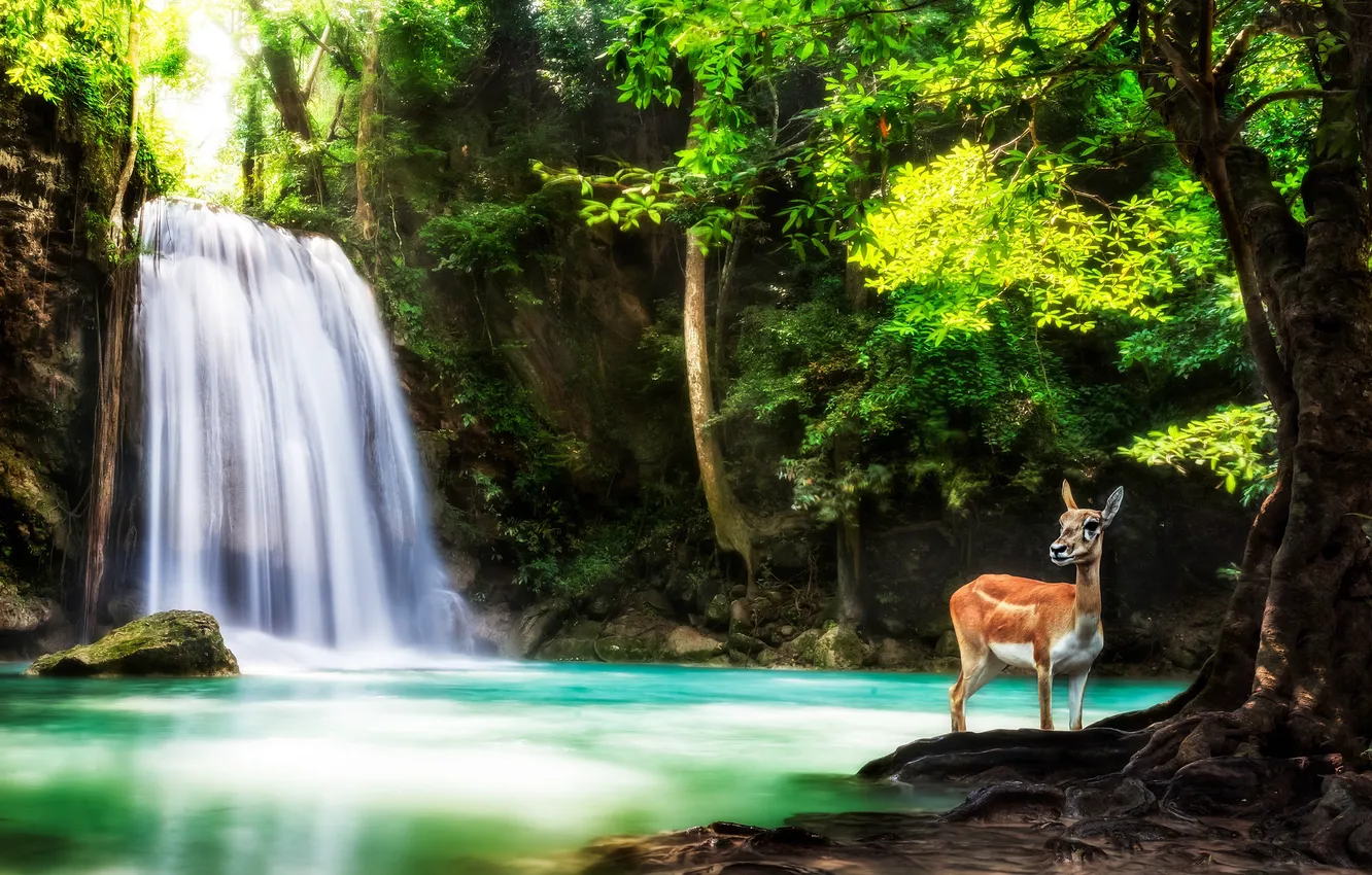 Photo wallpaper forest, trees, nature, animal, waterfall, deer, Thailand, Thailand