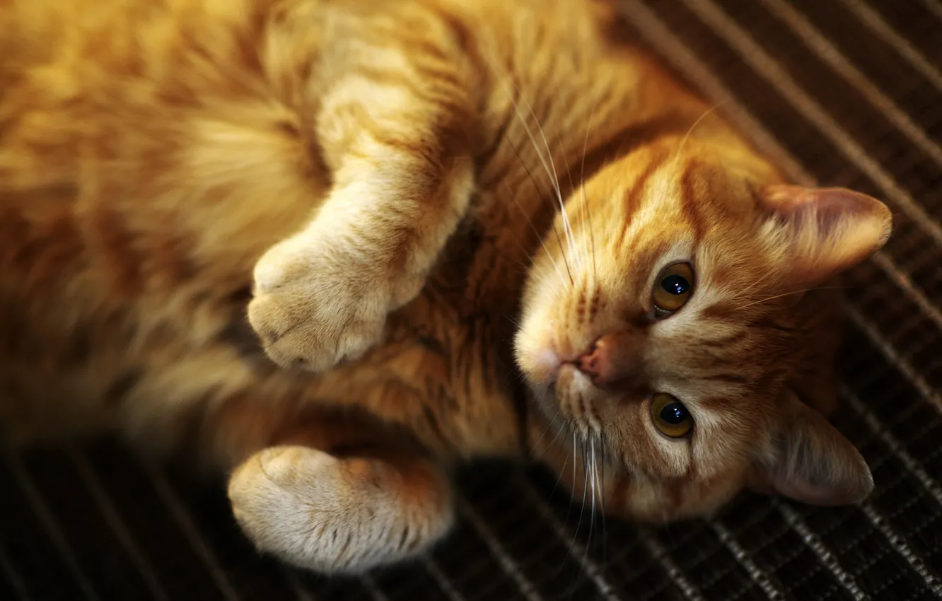 Photo wallpaper cat, cat, look, pose, legs, red, lies, ginger