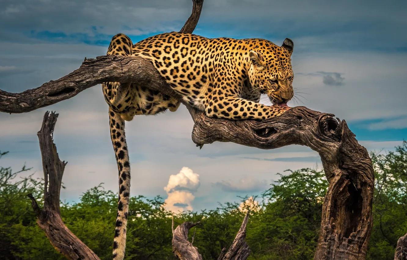 Photo wallpaper leopard, Predator, animal, big cat