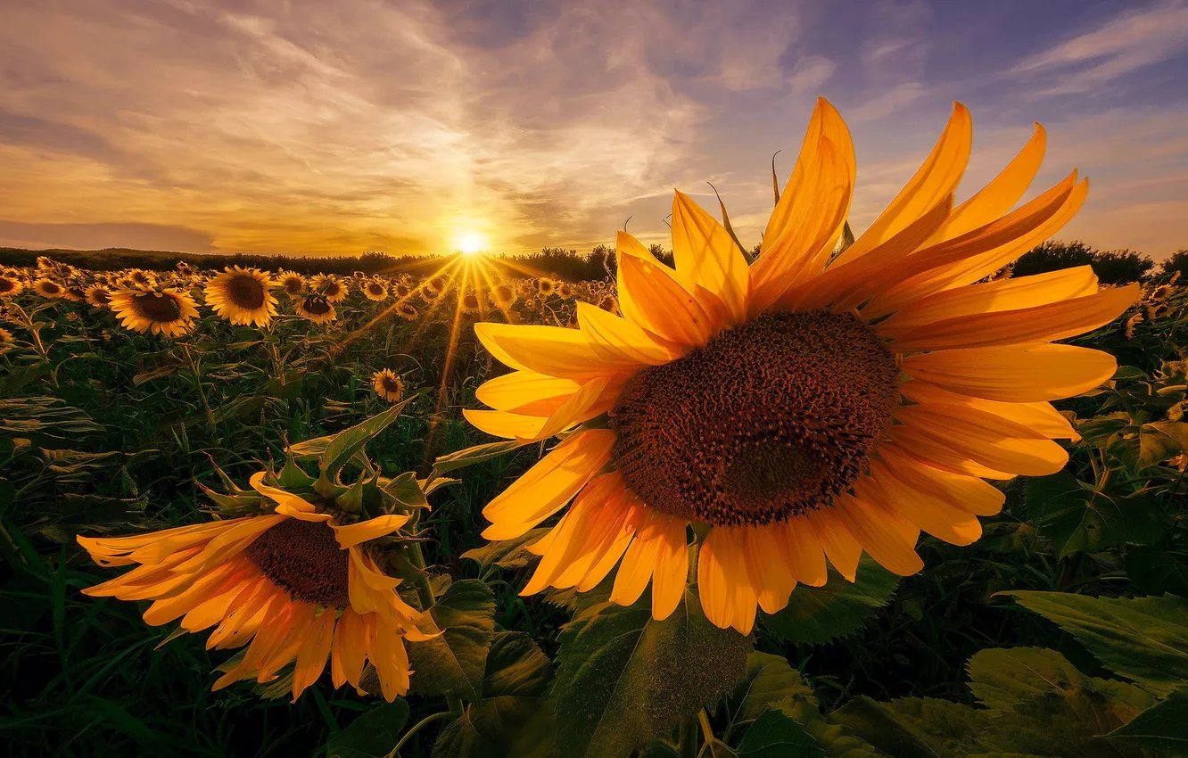 Wallpaper field, sunflowers, sunset, flowers images for desktop ...