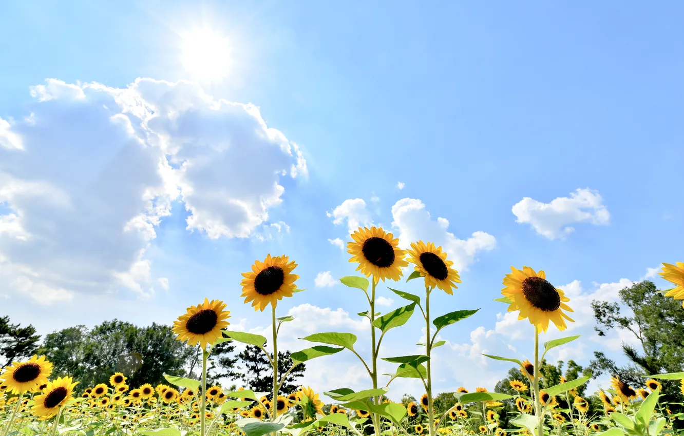 Photo wallpaper field, summer, the sun, clouds, rays, light, sunflowers, flowers