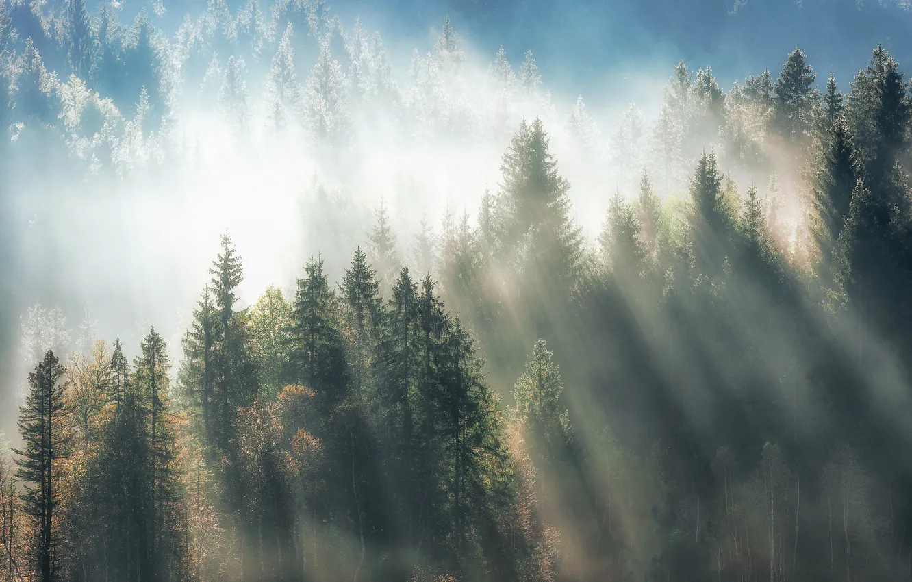 Photo wallpaper landscape, nature, fog, morning, the rays of the sun