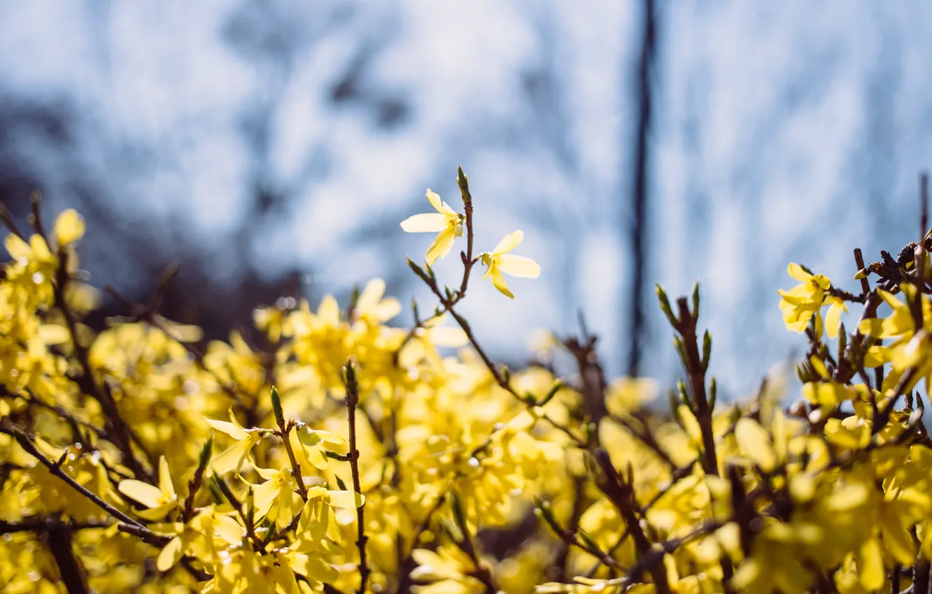Photo wallpaper Flowers, Nature, Color, Yellow, Spring, Leaves, Plant, Garden