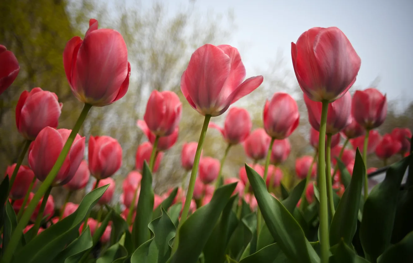 Photo wallpaper field, tulips, red, pink, buds, flowerbed, a lot, Tulip