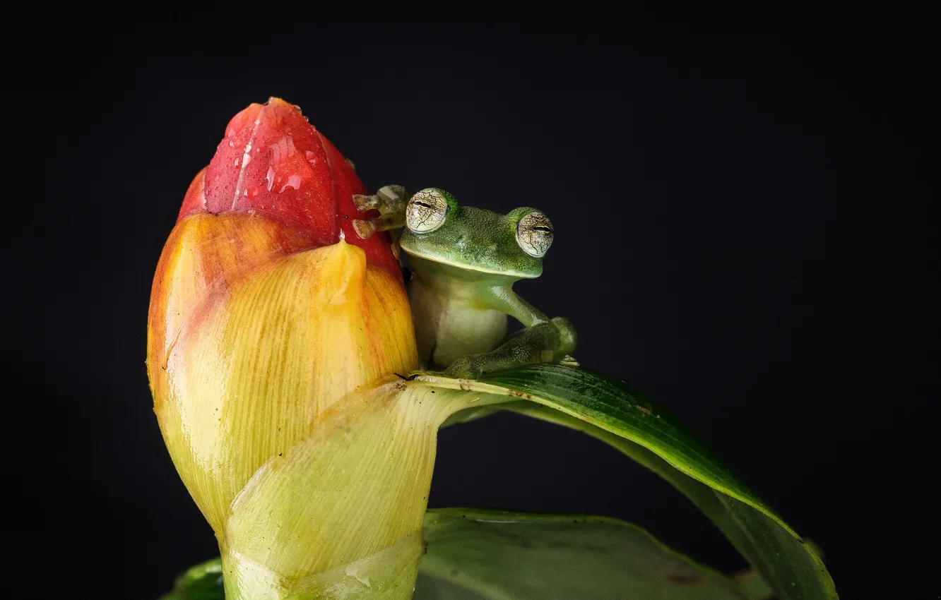 Photo wallpaper flower, macro, frog