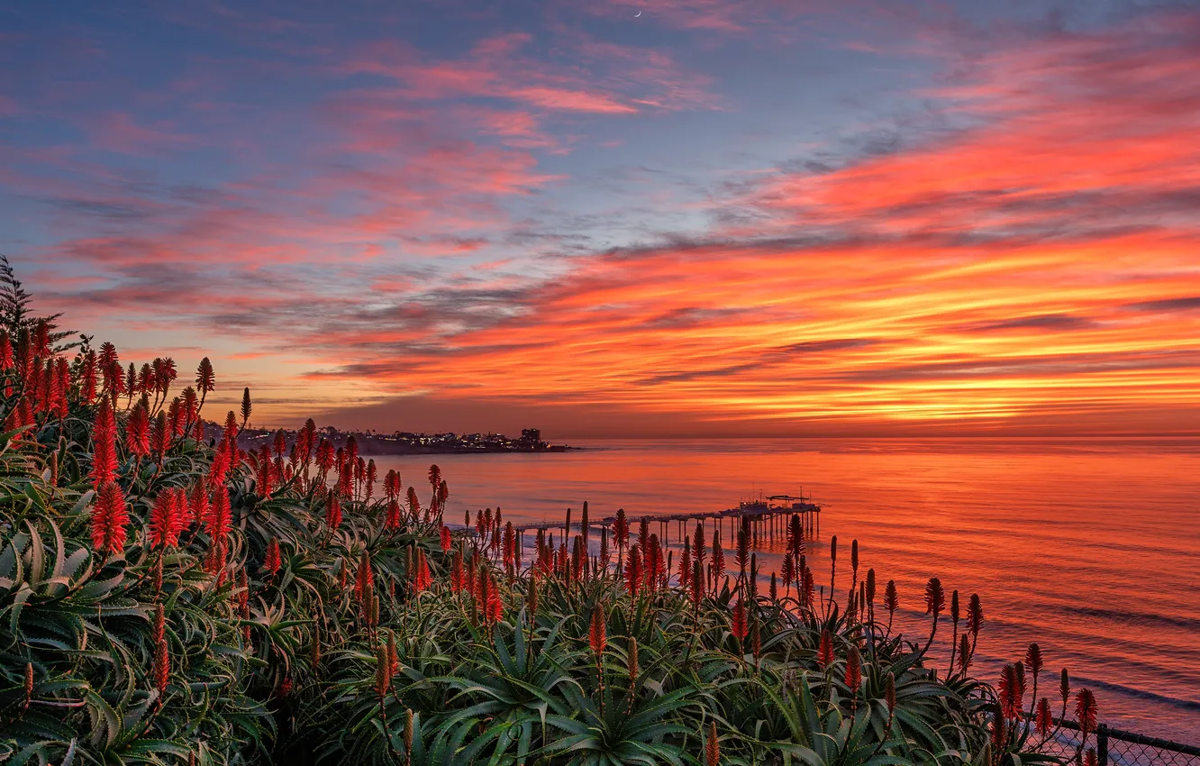 Photo wallpaper sea, clouds, sunset, flowers, shore, the evening, aloe, San Diego