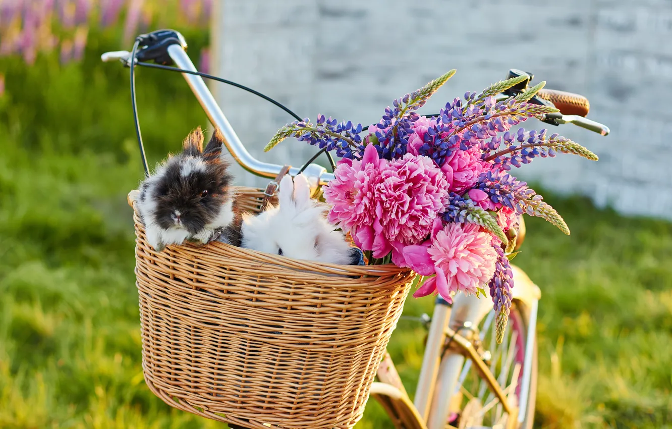 Photo wallpaper flowers, bike, rabbits, flowers, rabbits, Bicycle