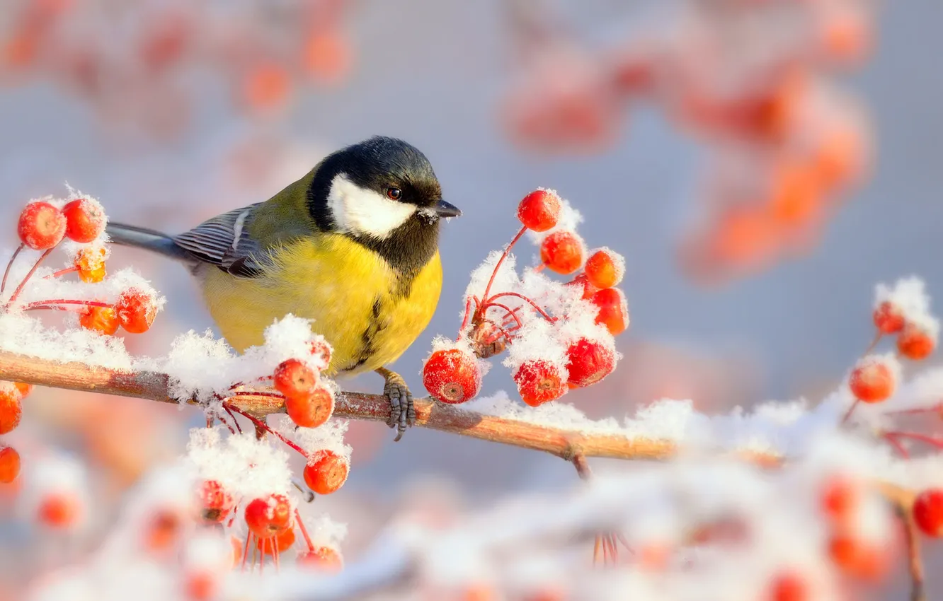 Photo wallpaper winter, frost, snow, nature, berries, bird, branch, frost