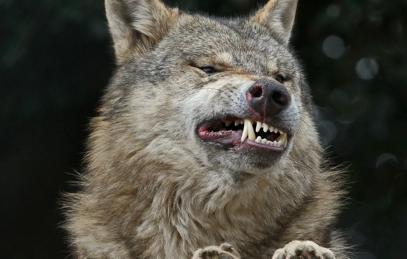 Photo wallpaper face, smile, wolf, teeth, fangs, grin, smile squash teeth