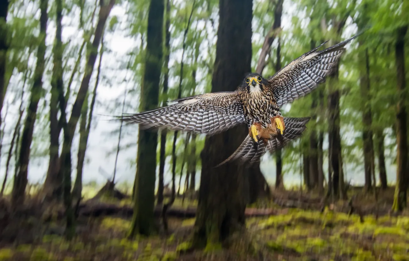 Photo wallpaper forest, nature, bird, Wild New Zealand Falcon