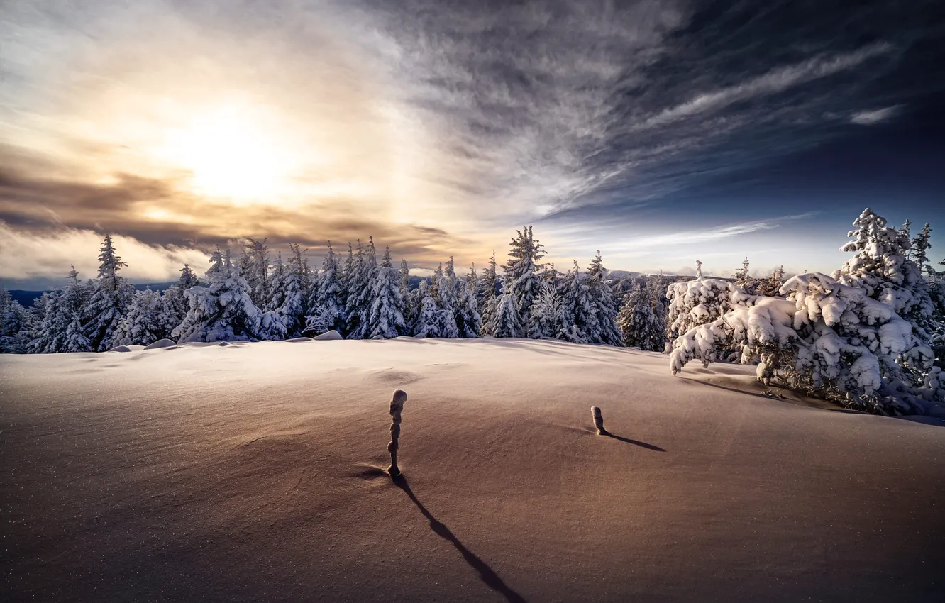 Photo wallpaper winter, field, forest, the sky, the sun, clouds, light, snow
