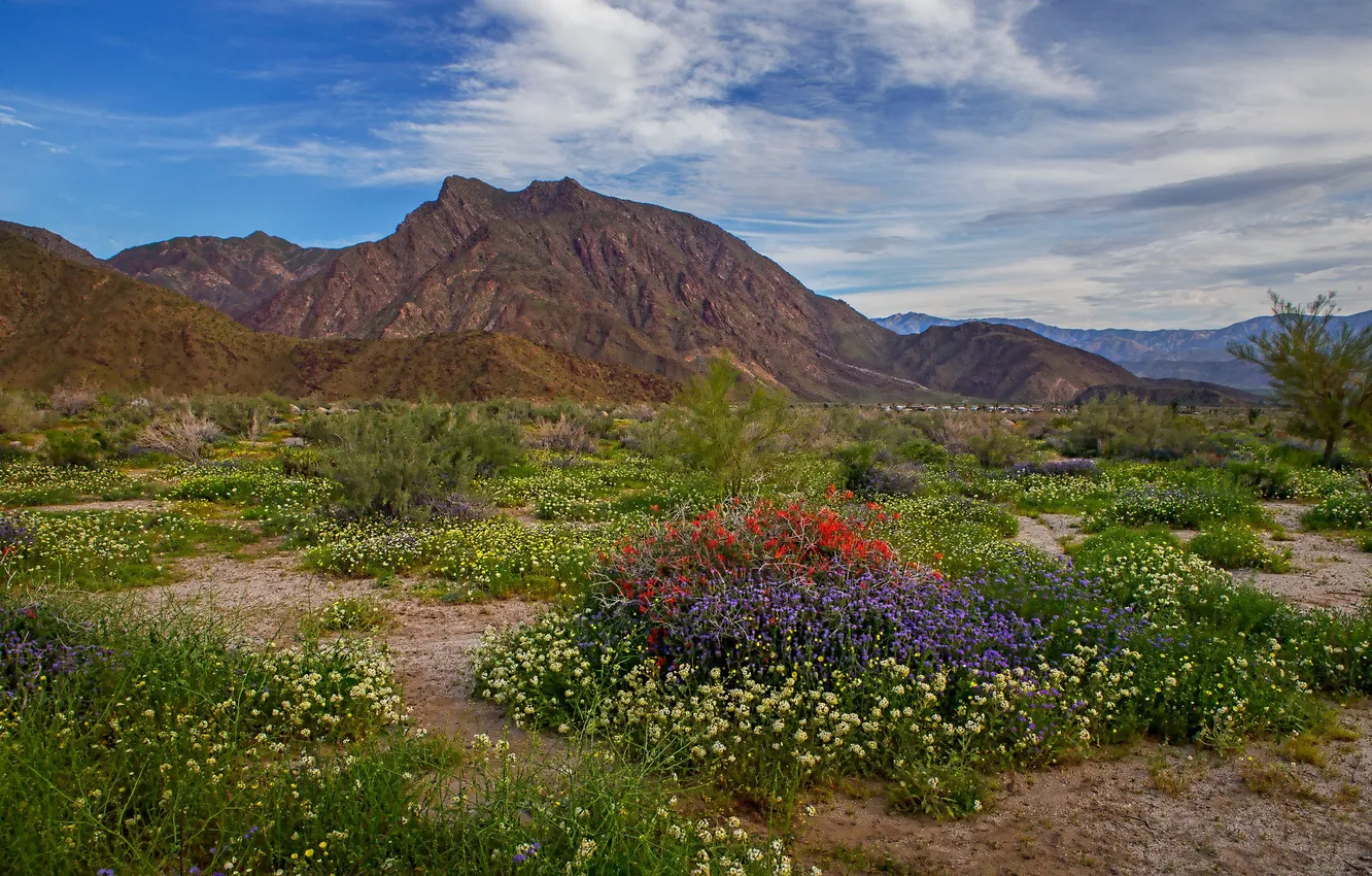 Photo wallpaper landscape, flowers, mountains, Park, Colorado, USA, Anza-Borrego Desert