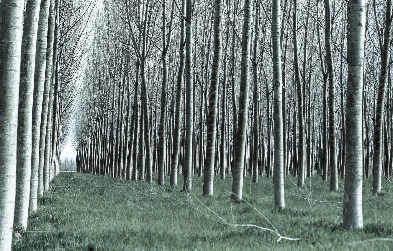 Photo wallpaper trees, landscape, nature