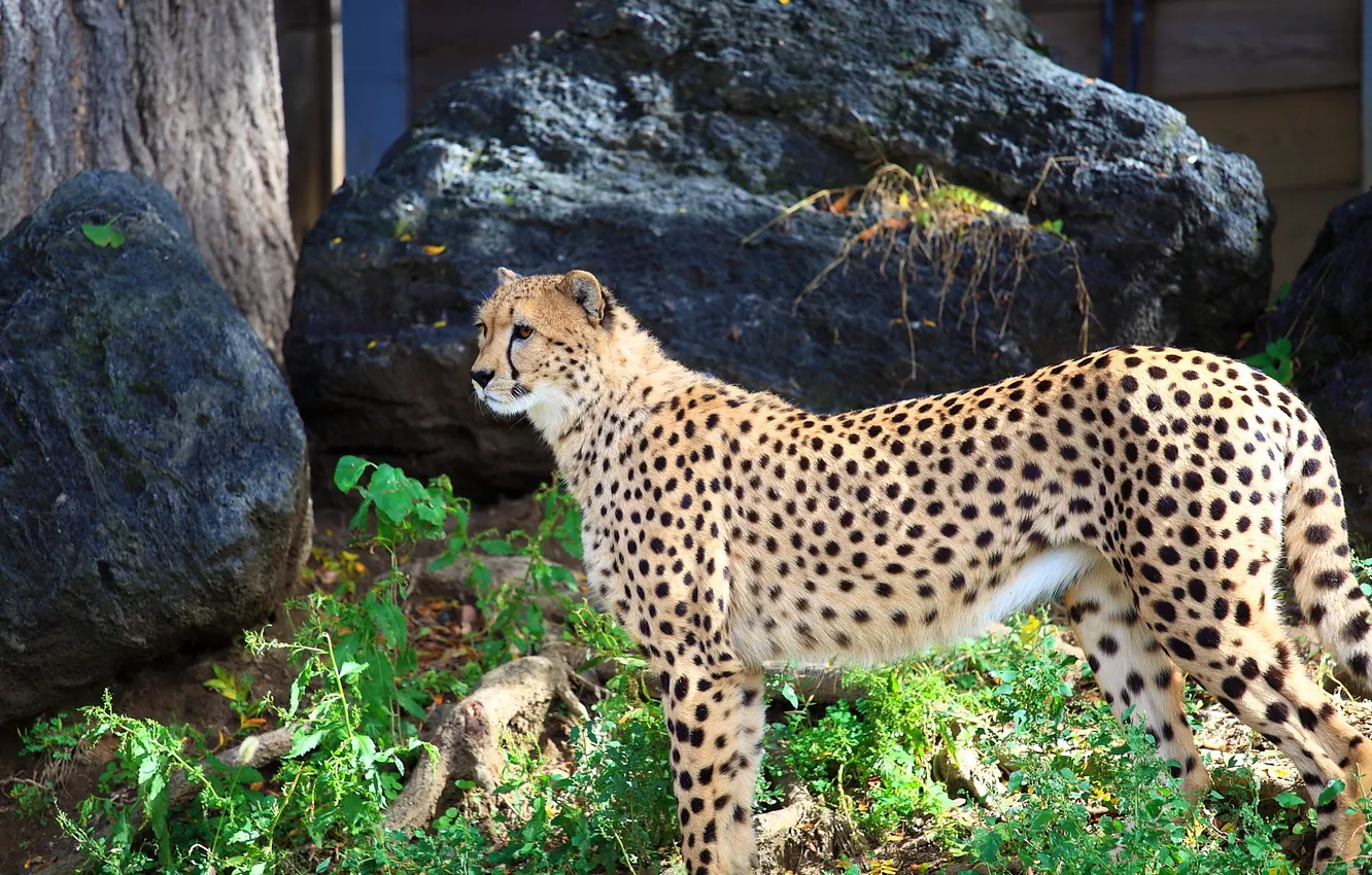 Photo wallpaper Cheetah, predatory cat, chetah