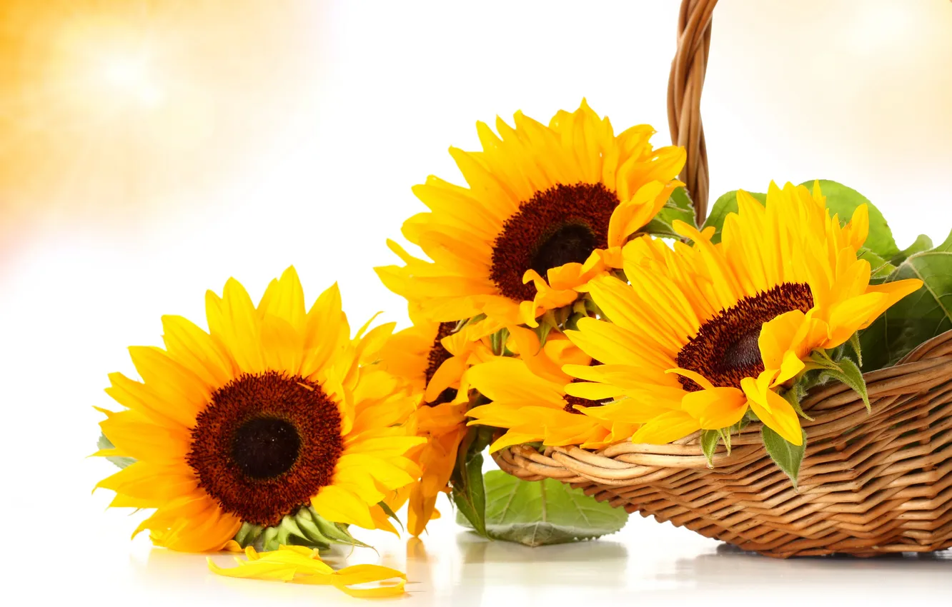 Photo wallpaper leaves, sunflowers, basket