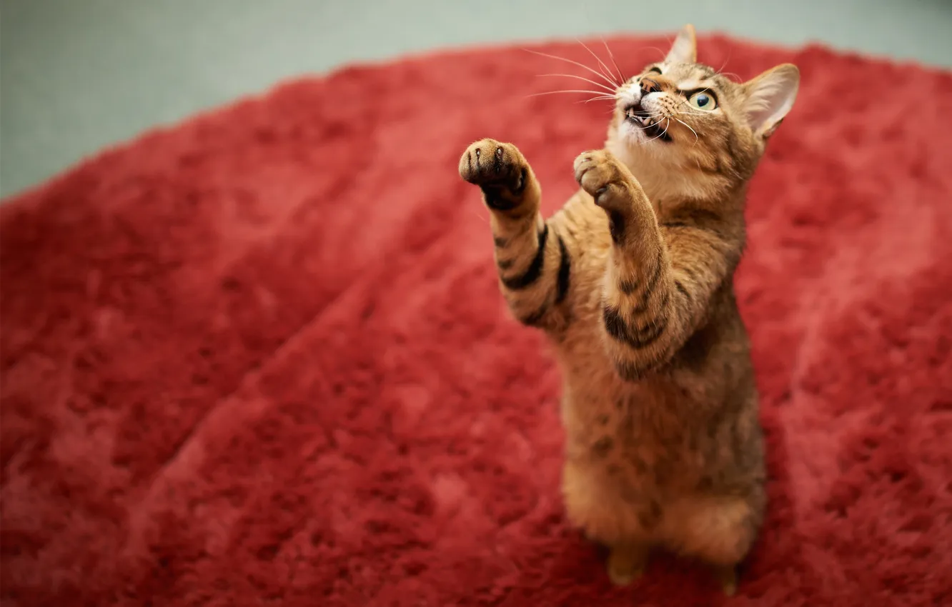 Photo wallpaper cat, cat, red, pose, carpet