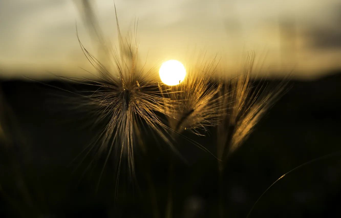 Photo wallpaper the sky, the sun, macro, sunset, plant