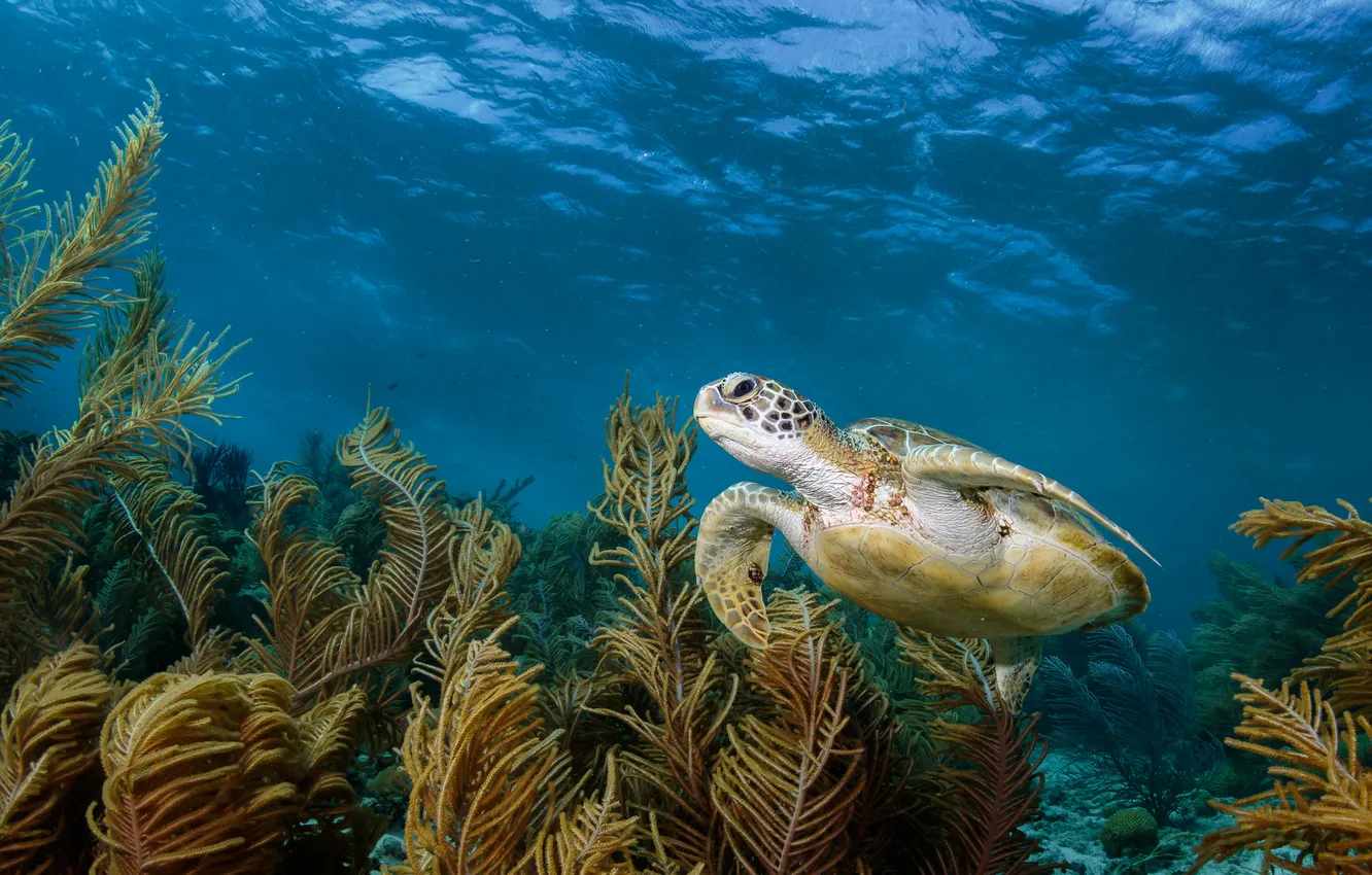 Photo wallpaper sea, algae, underwater world, sea turtle, swimming, turtle