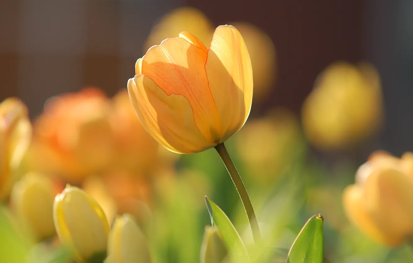 Photo wallpaper flowers, spring, tulips
