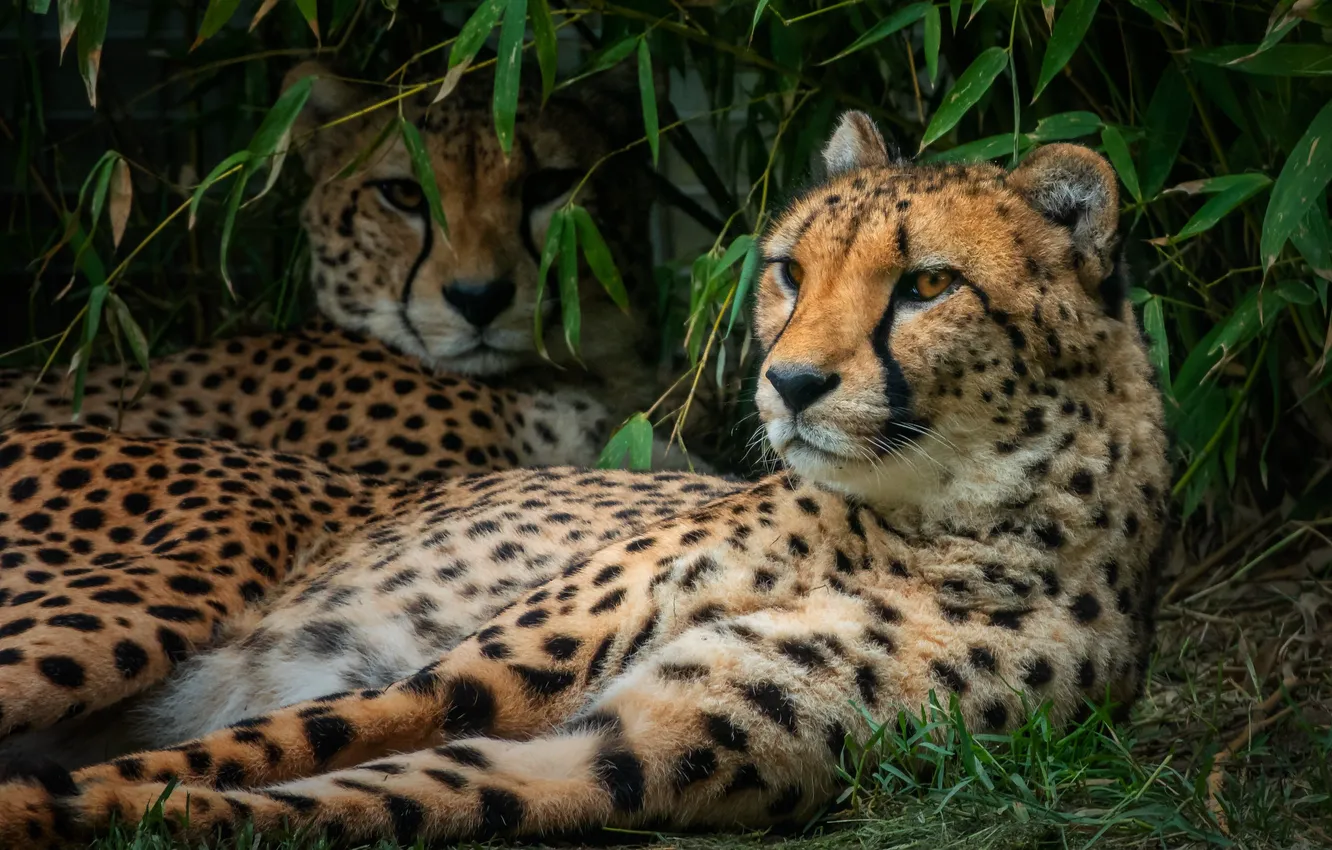 Photo wallpaper nature, Cheetah, lies, Two cheetahs