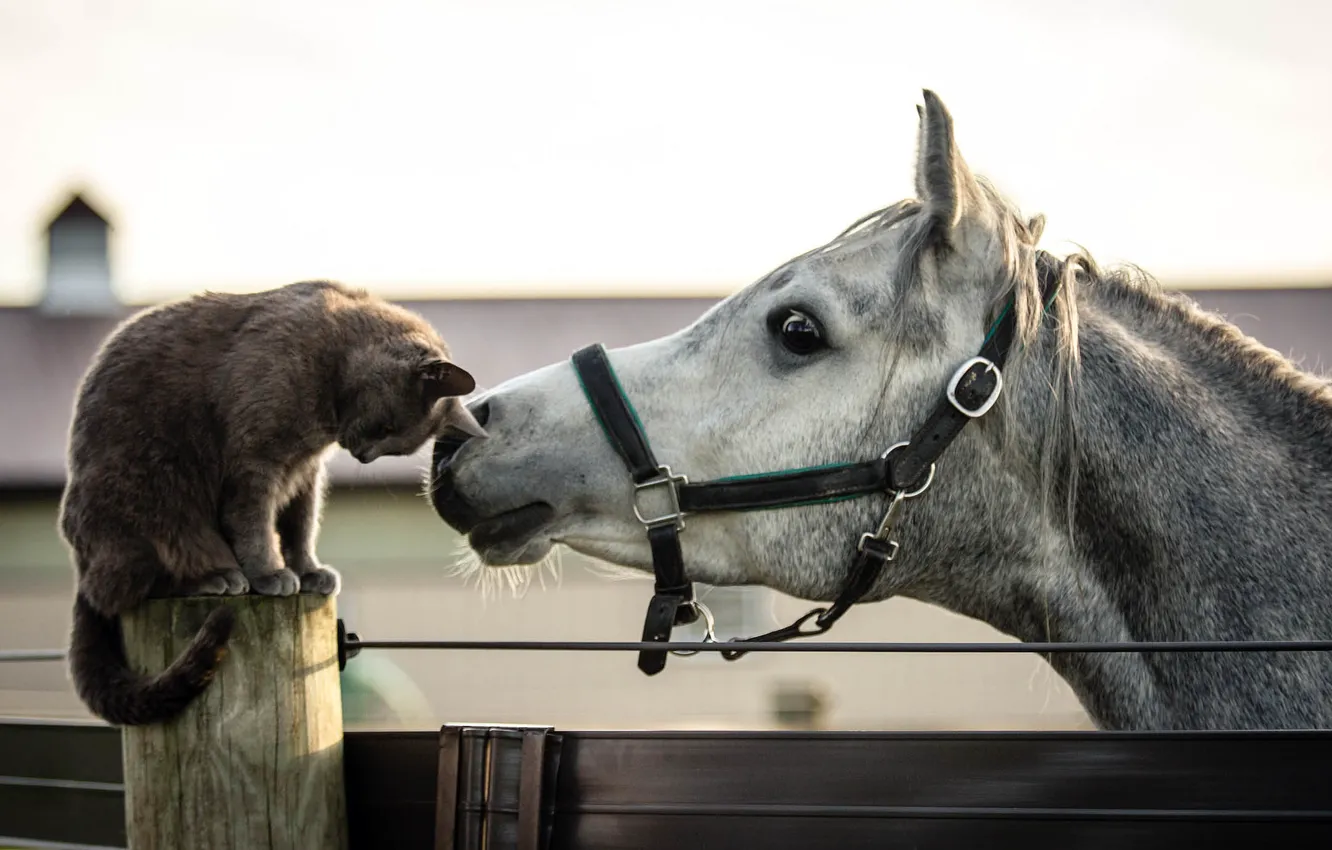 Photo wallpaper cat, each, horse