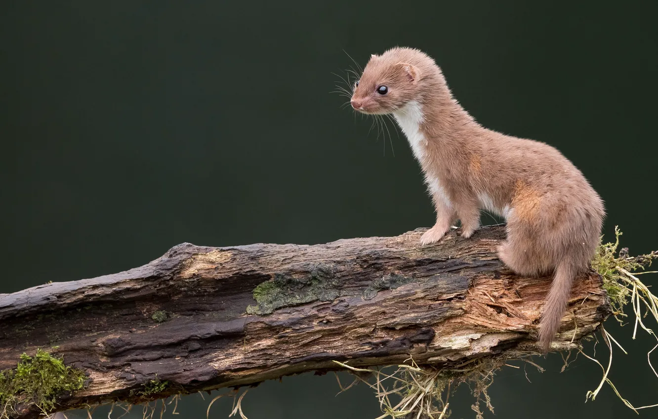 Photo wallpaper the dark background, background, moss, weasel, log, cub, the family of martens