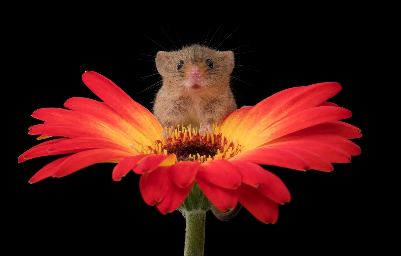 Photo wallpaper flower, look, macro, red, petals, mouse, mouse, muzzle