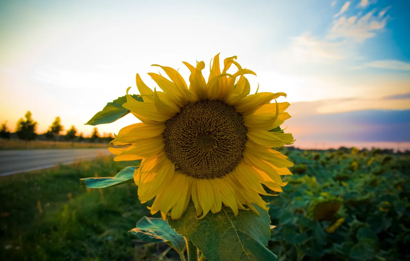 Photo wallpaper road, field, Sunflower